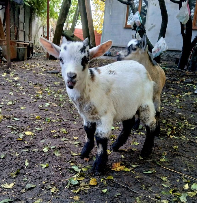 Козлята камерунские 31.07.25