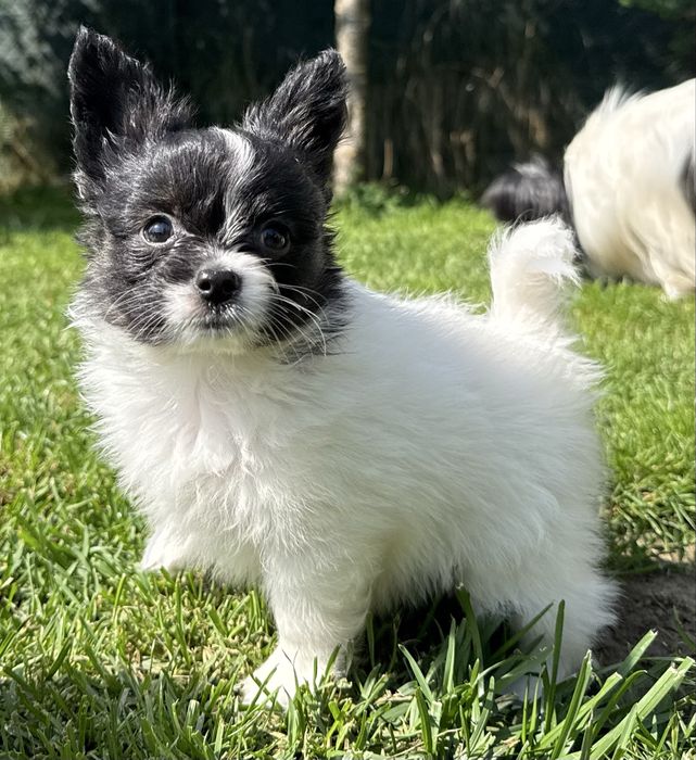 Papillon spaniel miniaturowy pies ZKwP FCI
