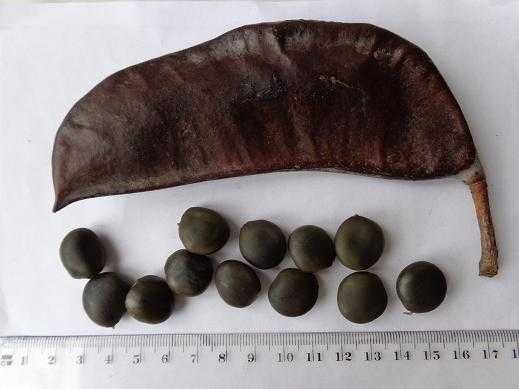 Семена бундук кентуккийский