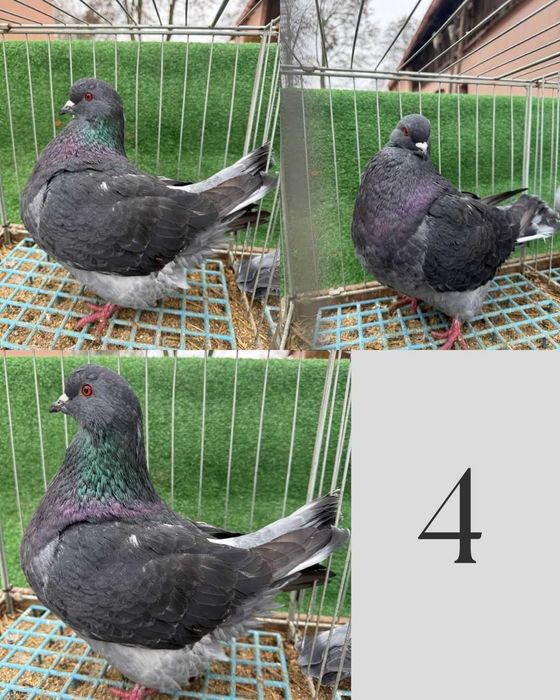 Gołąb Mondain (Więcej w opisie)