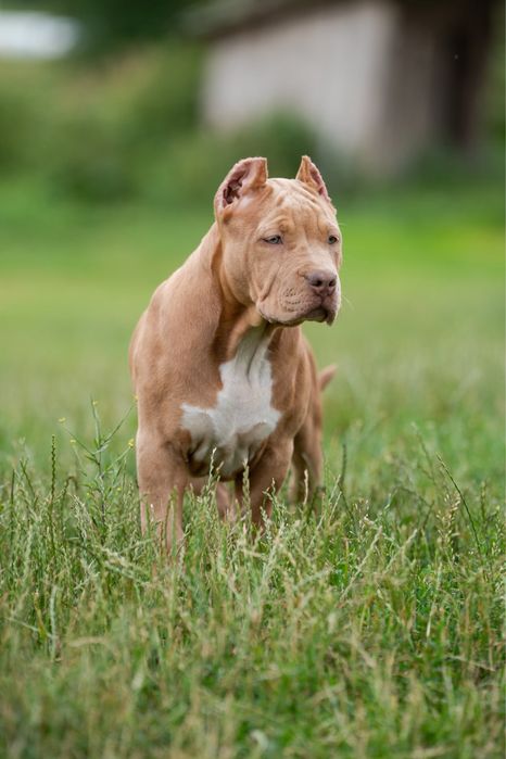 Suczka American Bully XL  Amerald  do Hodowlii