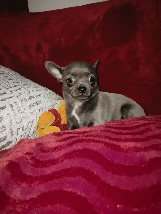 Cudna  Chihuahua. Niebieska