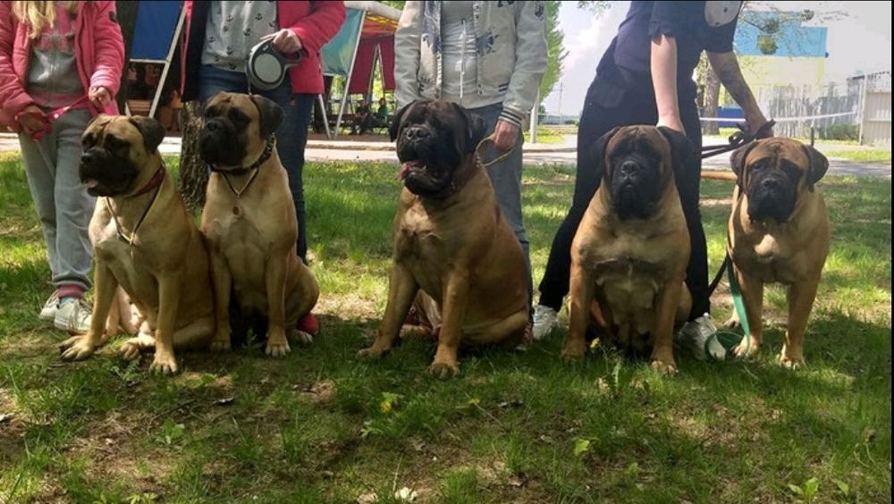 Профессиональная дрессировка собак