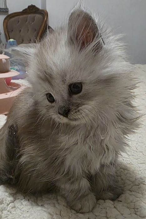 Paco kocurek Mainecoon
