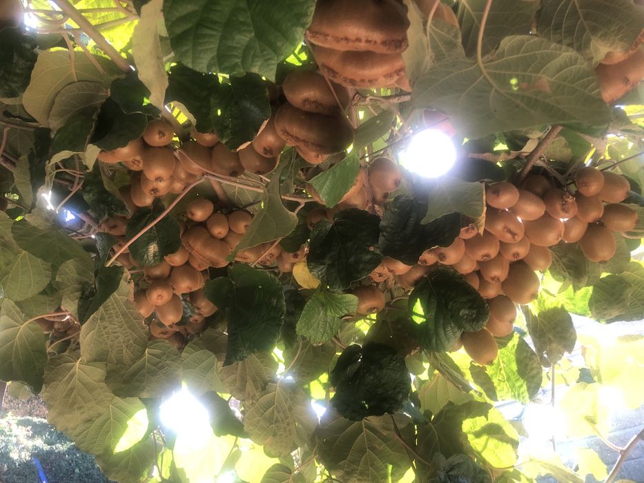 Kiwis 100% biologicos