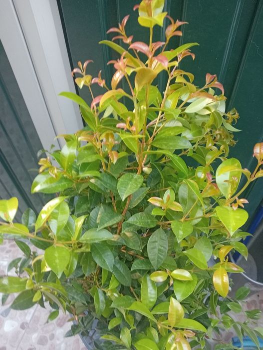 Eugénias ( arbustos )