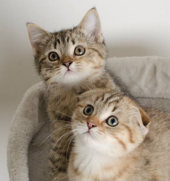 Шотландские котята вислоушка и прямоушки три девочки и мальчик