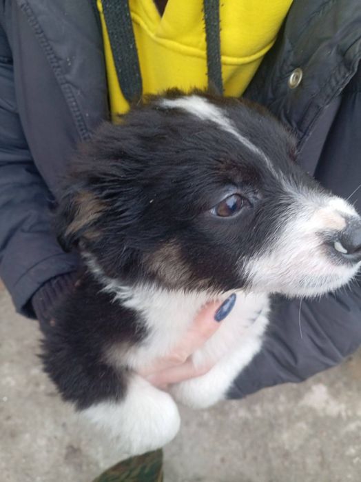Шукаємо люблячий дім для цуценят

На жаль, шість маленьких цуцен