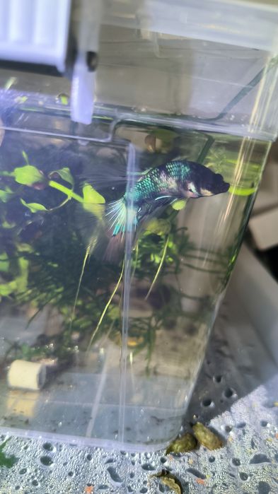 Betta halfmoon black turquoise metalic
