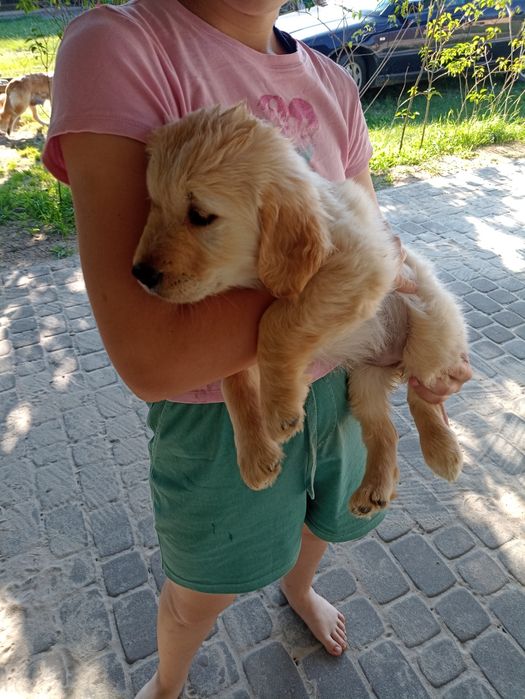 Golden retriever gotowe do odbioru