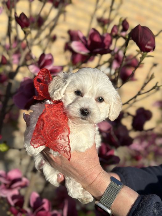 Кукольная мальтипу