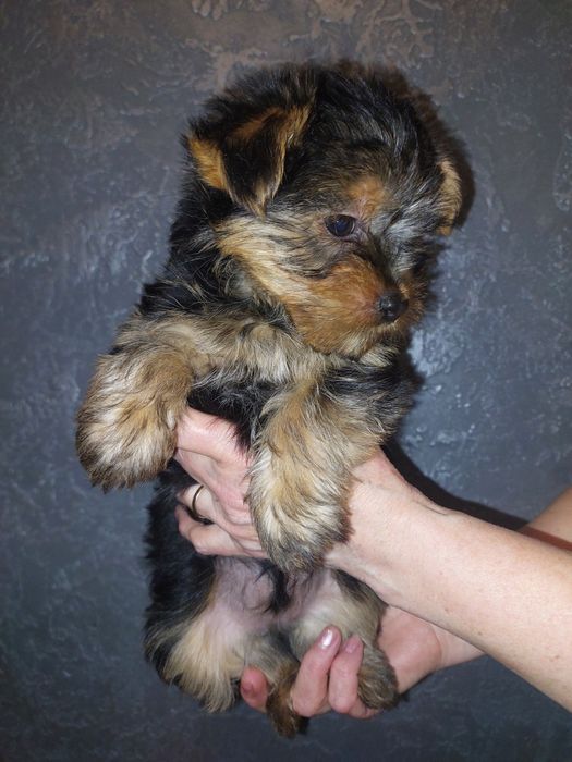 Йоркширский терьер