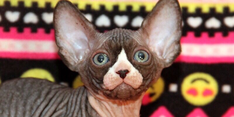 Лялькові кошенята