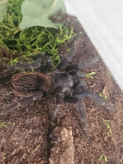 Ptasznik Lasiocyano (ex. Pterinopelma) sazimai