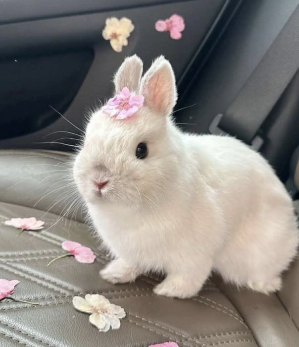 Карликові декоративні кролики міні