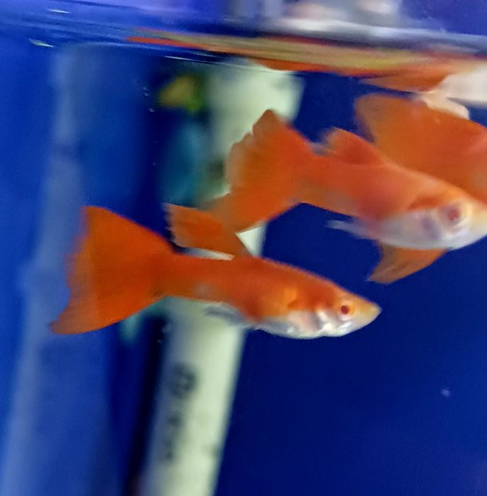 Rybki do akwarium - Gupik Red Albino