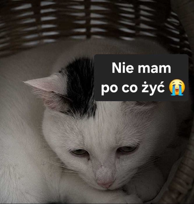 11-letnia Myszka błaga o spokojny dom