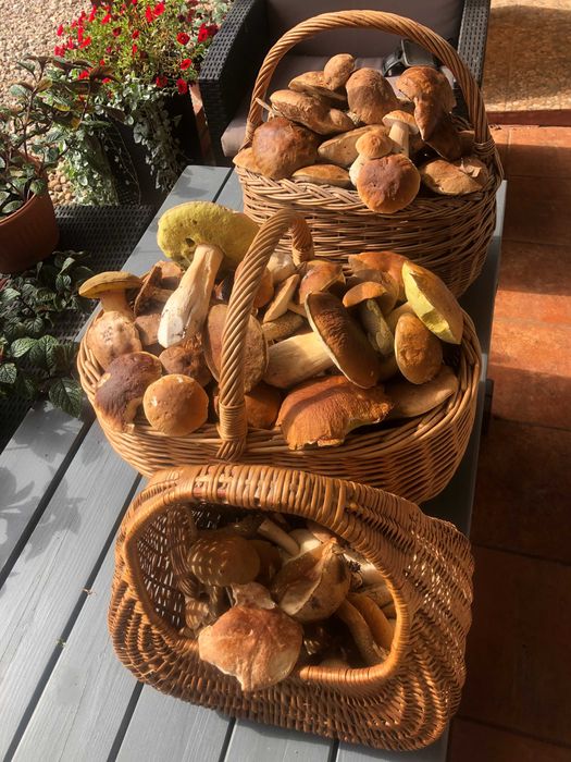 "jarpolówka" agroturystyka zapraszamy