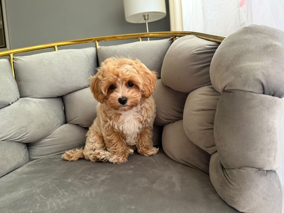 Maltipoo malutki chłopczyk f1 rodowód