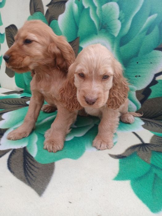 Suczka cocker spaniel ruda szczeniak