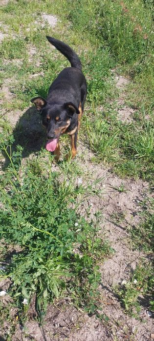 Rico siedzi w mordowni pomóż go stamtąd wyciągnąć! Adopcja tymczas