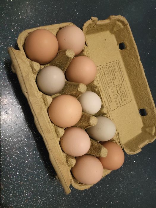 Jajka lęgowe pod kwokę