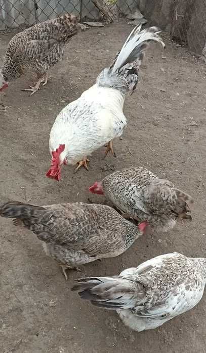 Сім'я курей Борківська Барвиста Борки