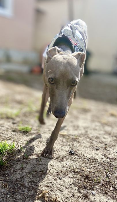 Вязка Левреткi (італійського грейхаунда)