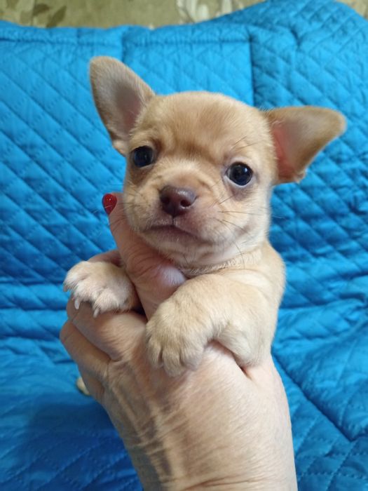 Продам Мальчики чихуахуа