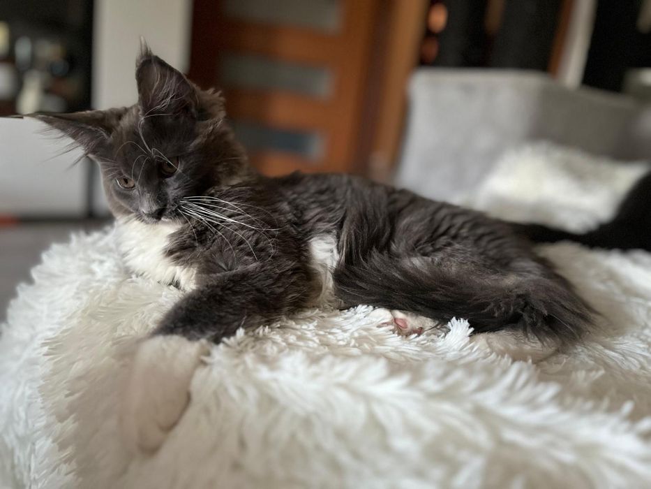 Maine Coon niebieski z białym