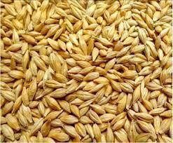 Продам ячмінь 2026 року