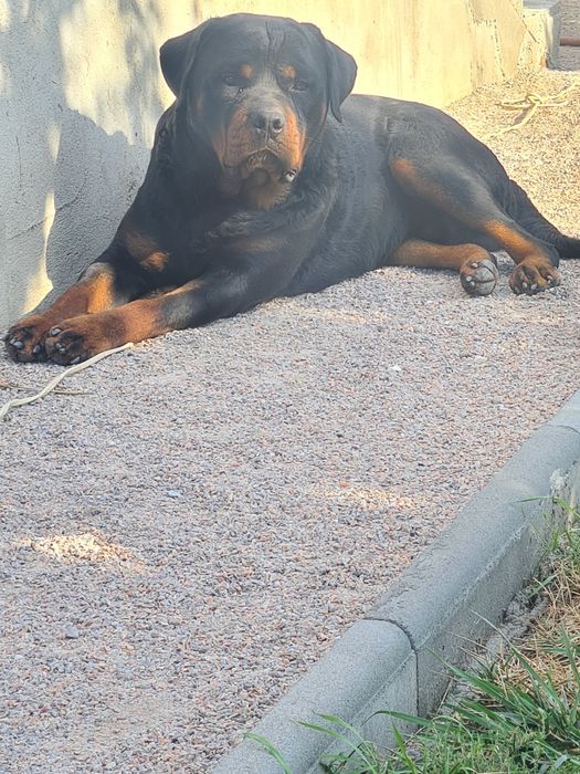 Вязка  ротвейлер