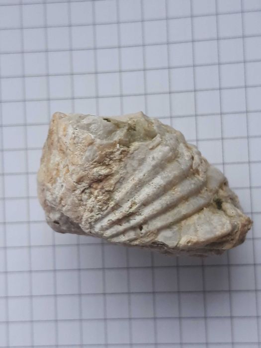 Skamieniałość , skamielina - minerał