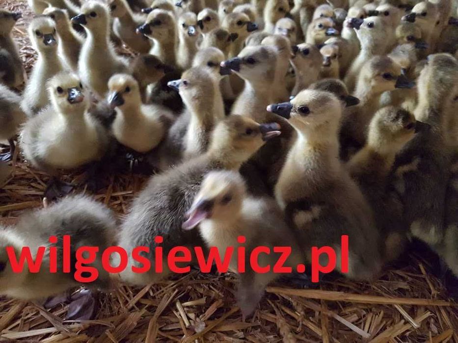 Gęsi pisklęta dostawa Gratis