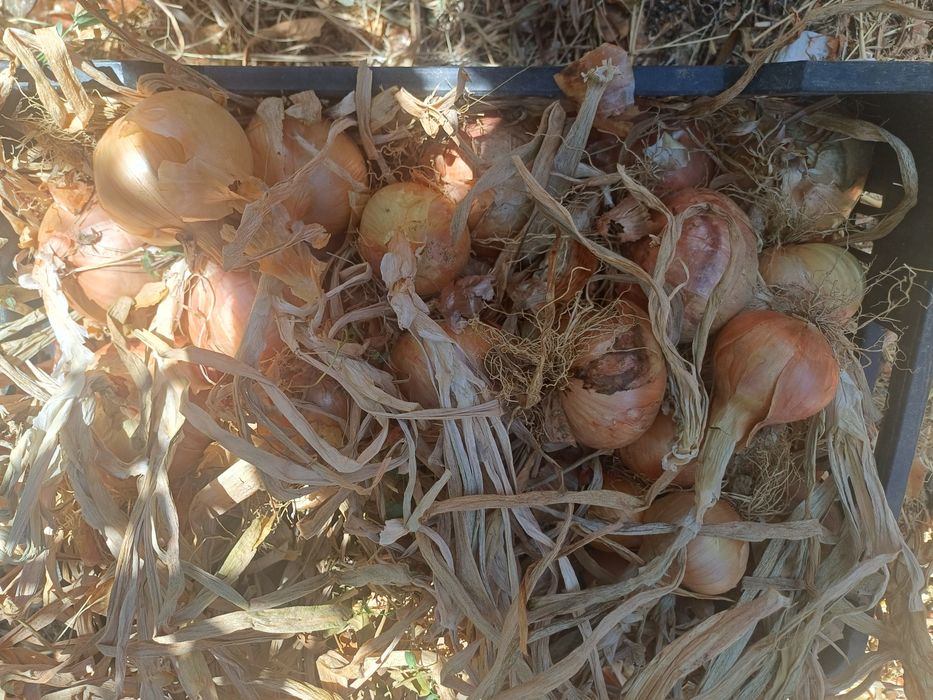 Cebola nacional macia