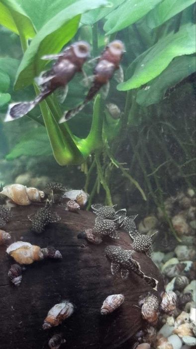 Соміки анцитруси 30-40мм