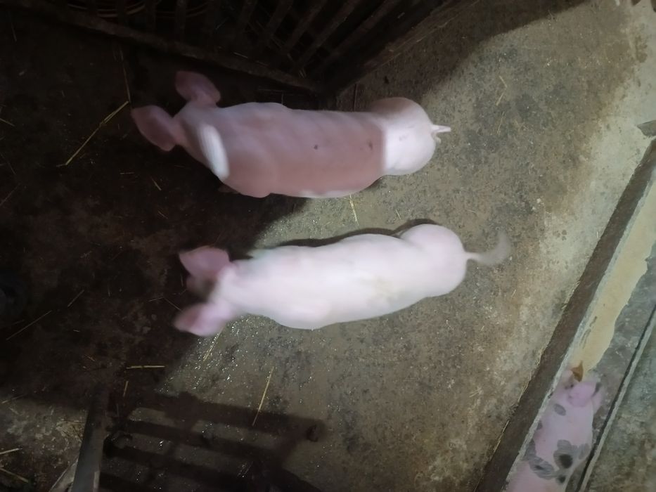 Поросята ландрас+ петрен