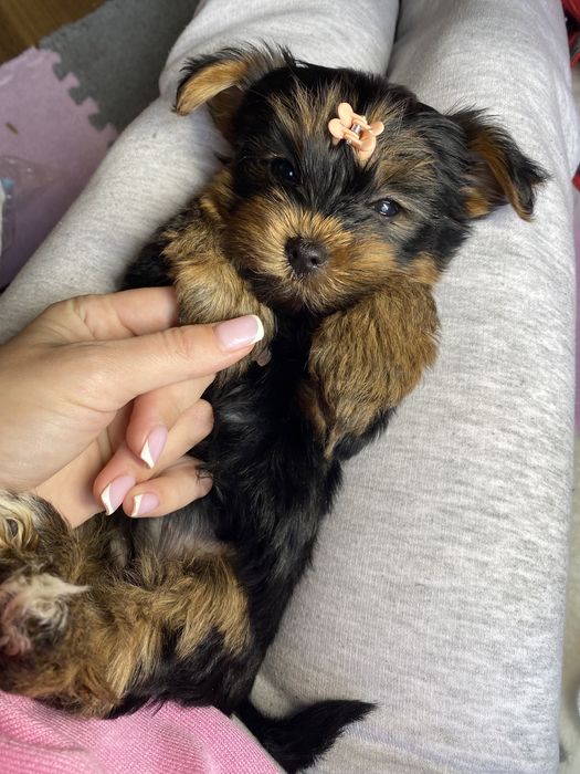 Шикарні цуценятка йорки