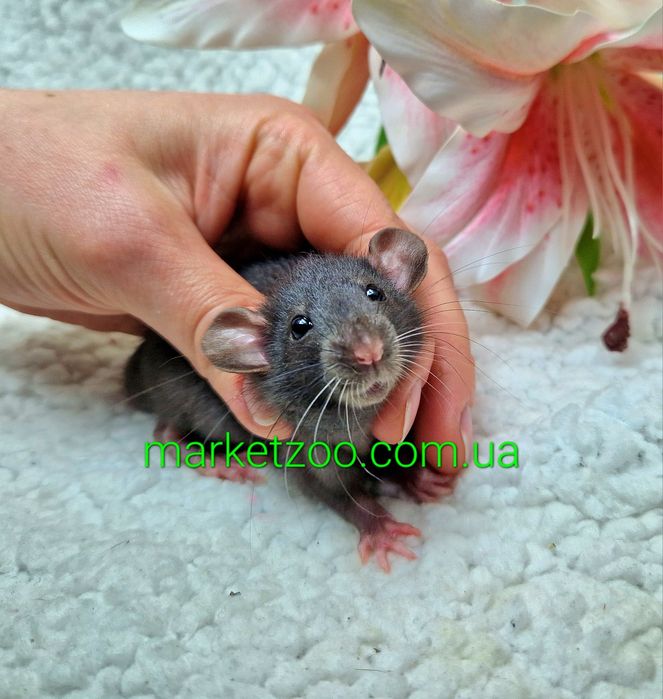 Крыски Дамбо и Дамбо рекс,крысы,крысята,щури,щуренята