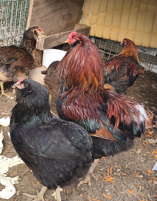 Jaja legowe kury silki, Silka paint, araukana bezogoniasta