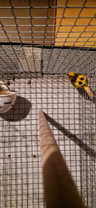 Casais de canarios 2025