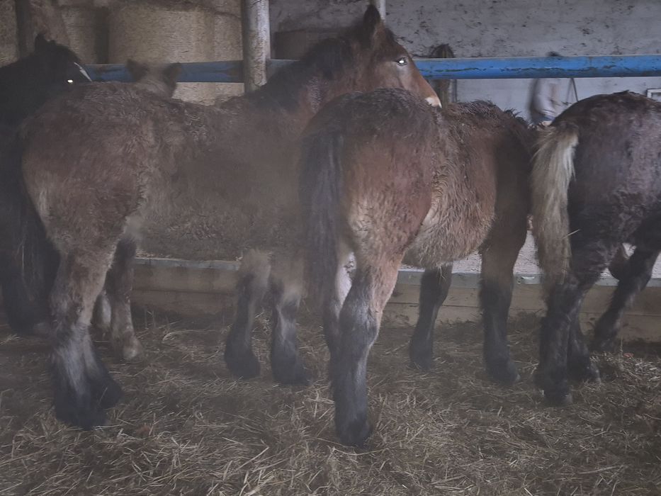 Sprzedam zrebaki zimnokrwiste