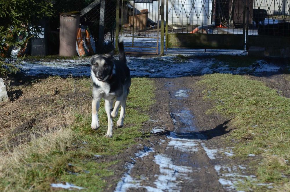 Bercik około 5 letni mieszaniec do adopcji