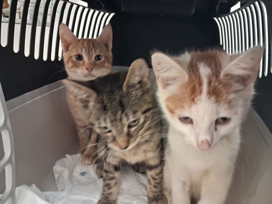 Kociaki do adopcji. Ostoja Mruczków