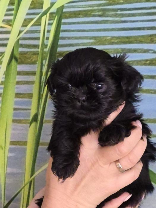 Sprzedam pieska rasy Shih-Tzu