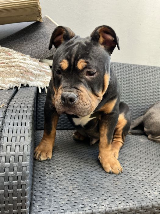 Piesek rasy  American Bully