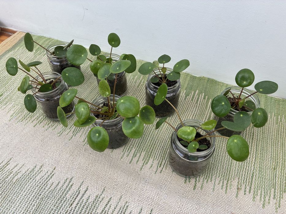 Pilea peperomioides ou Planta Chinesa do Dinheiro