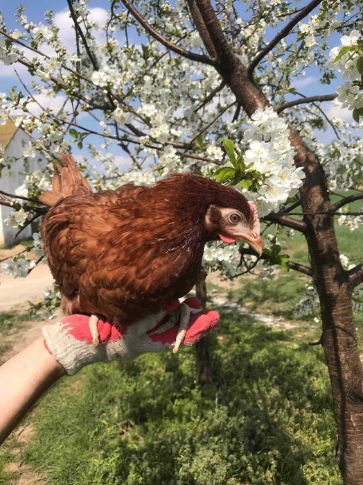 Kury, Kurczęta odchowane