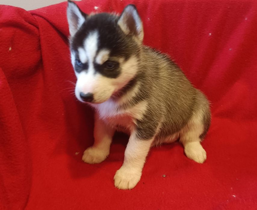 Huskie szczeniak  dziewczynka