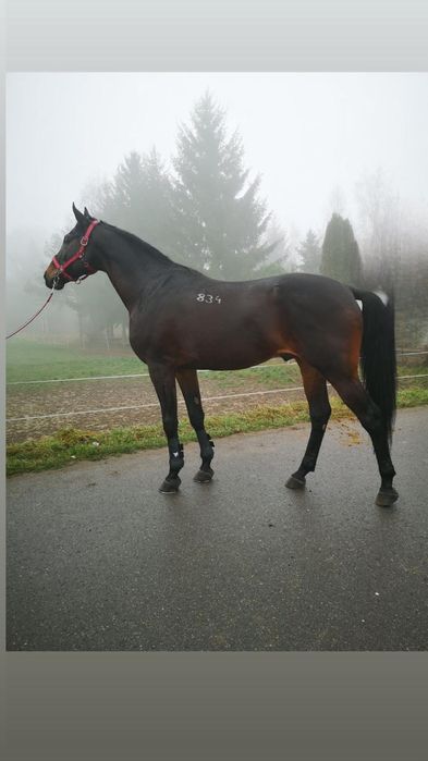 Stanówka Ogierem Małopolskim, Angloarabskimi, Huncwot